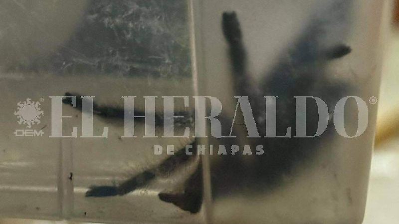rescate